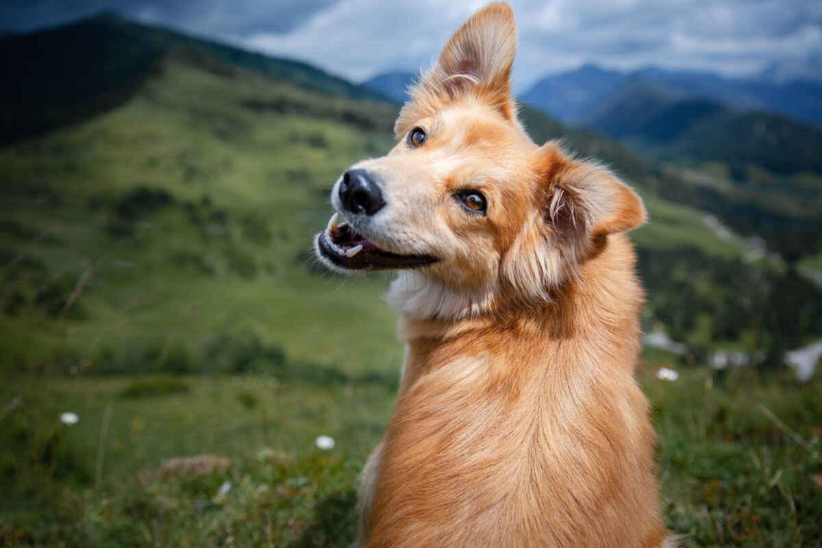 zadowolony pies w górach