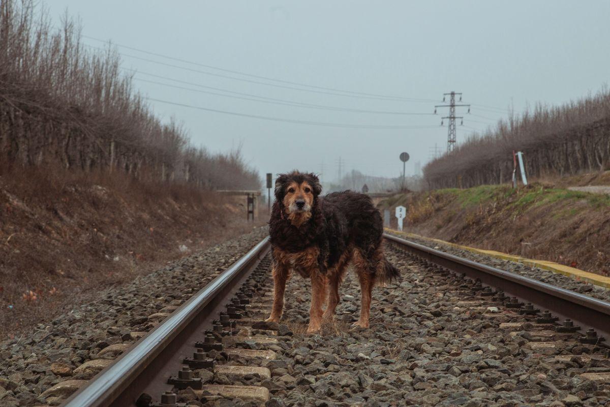 ratował psa, wpadł pod pociąg