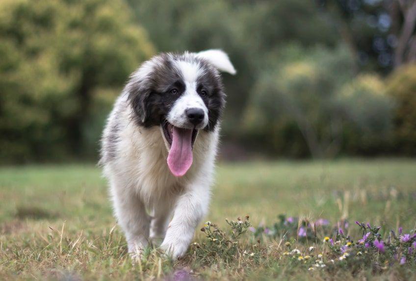 najdroższe psy świata owczarek pirenejski