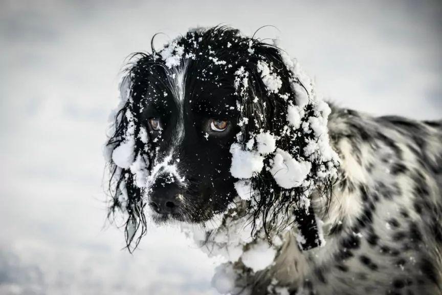 mity o psim zdrowiu zimą