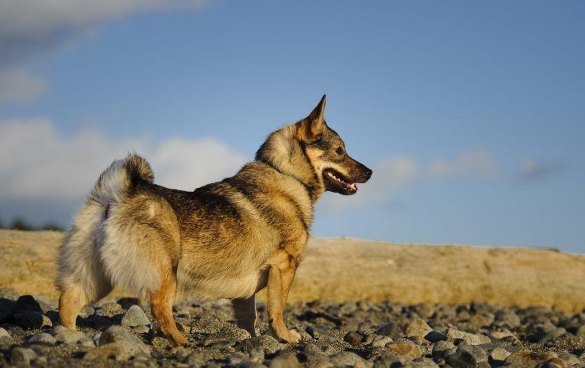 Vallhund stojący dumnie na kamienistym podłożu w surowym krajobrazie