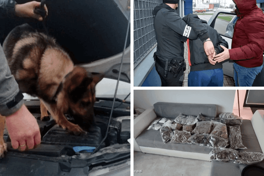 Ajra, policyjny pies do szukania narkotyków