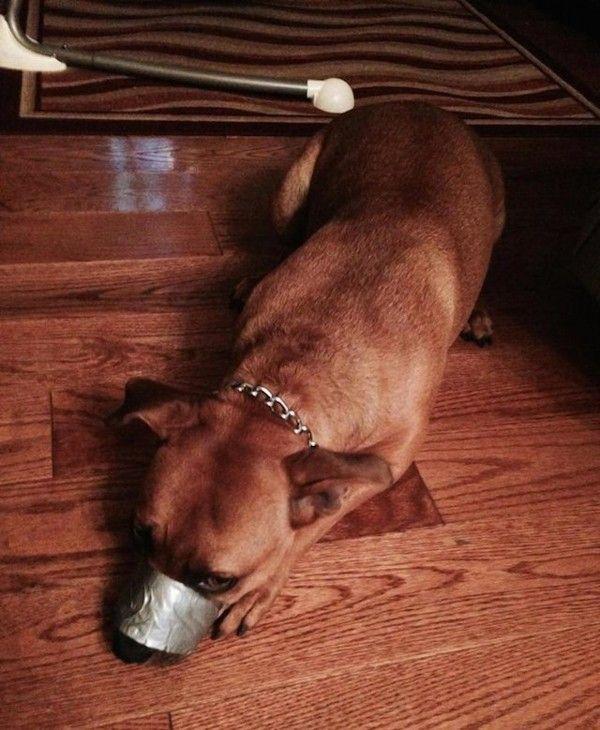 dog-taped-muzzle-1-600x730.jpg