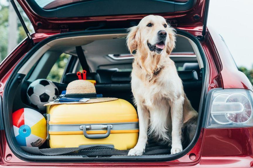 Jak bezpiecznie podróżować z psem