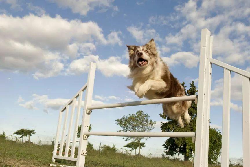 pies podczas skoku na tle nieba