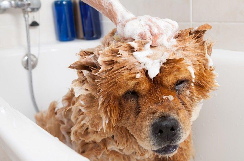 szampon przeciwłupieżowy dla psa
