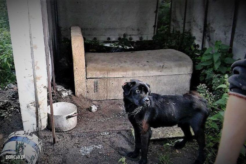 Piesek pod plandeką i na łańcuchu