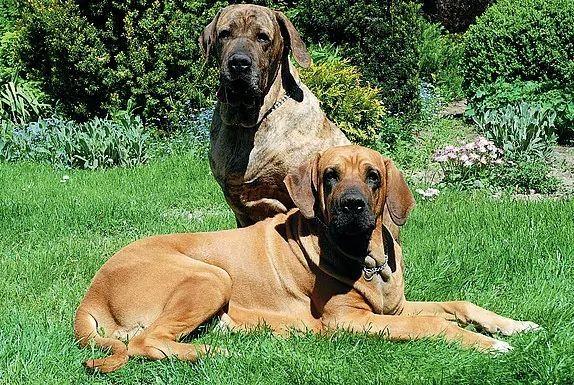 Dwa psy rasy fila brasileiro