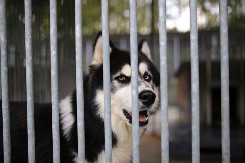 husky w schronisku