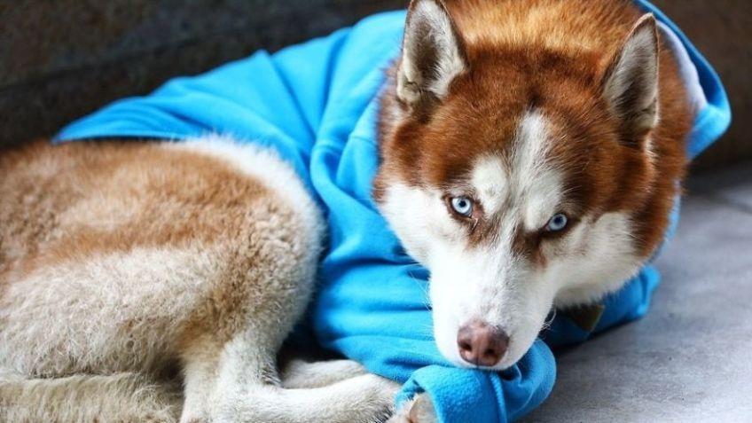 husky