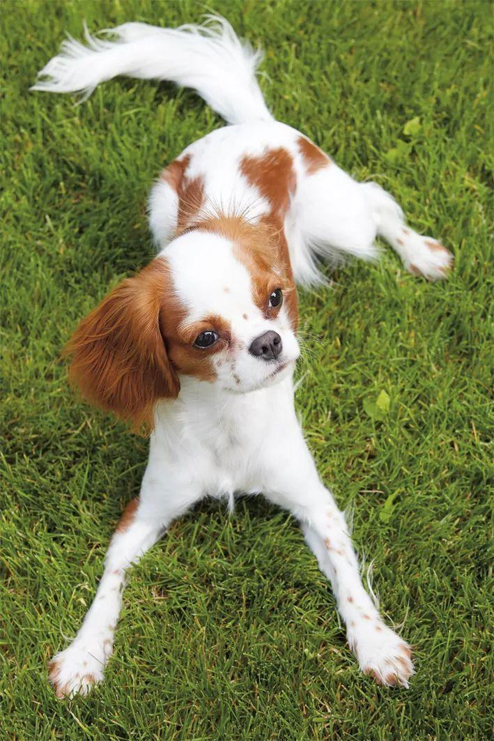 cavalier na trawie