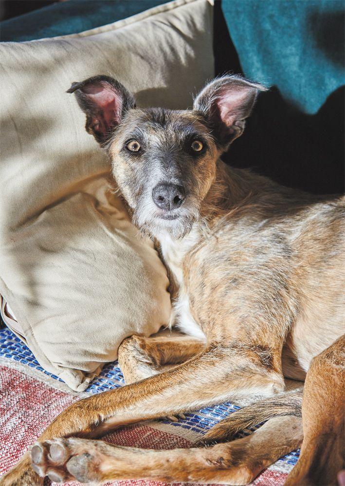 Lilu