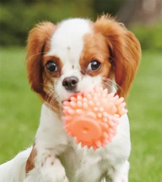 cavalier