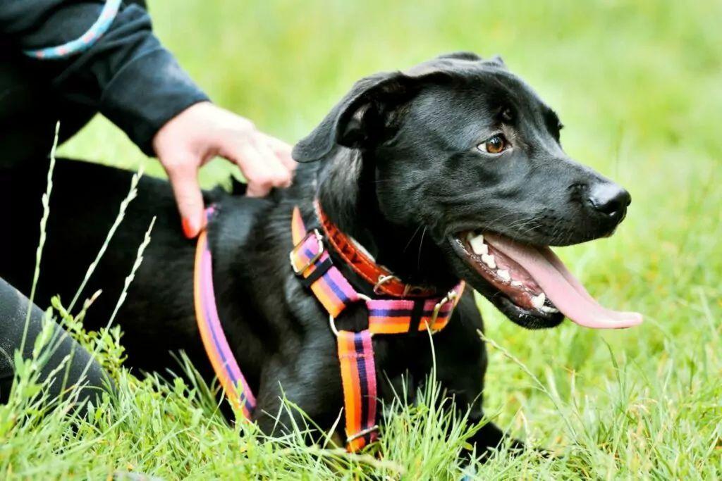 Lenon - pies do adopcji