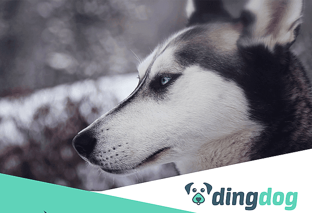 dingdog