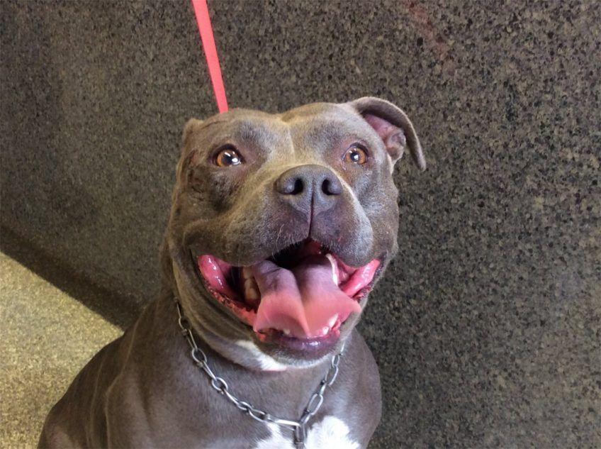 Pitbulka Electra