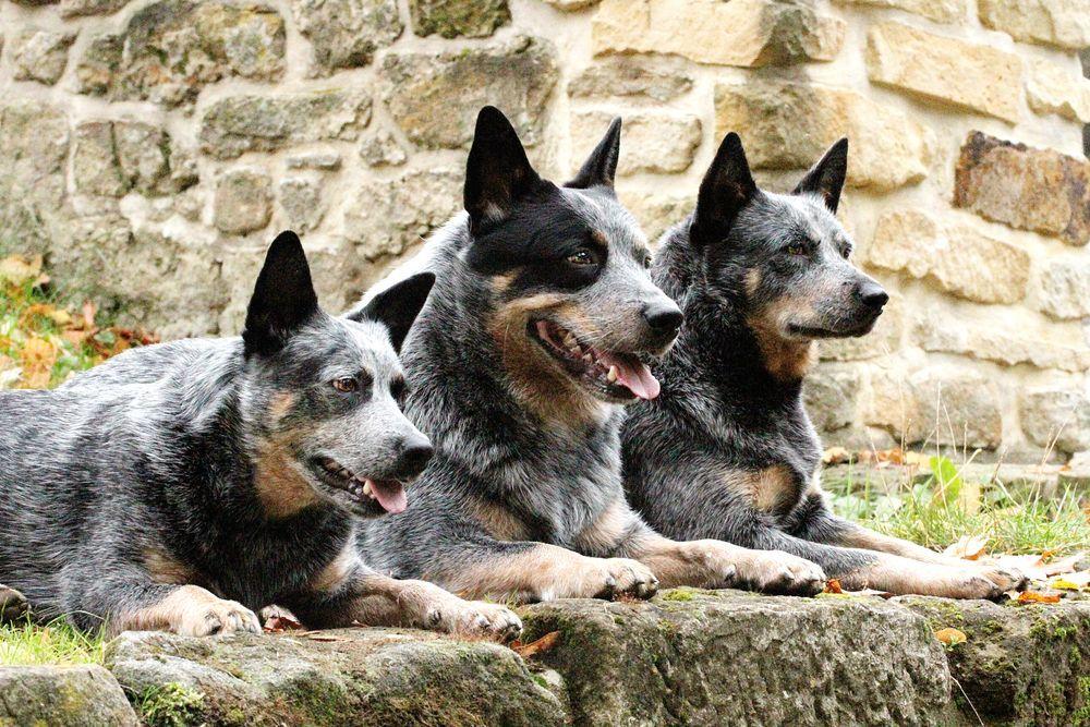 Trzy leżące obok siebie cattle dogi
