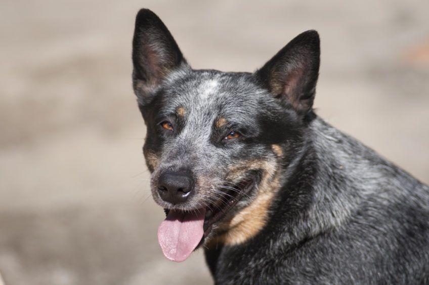Portret cattle doga o maści niebieskiej dereszowatej