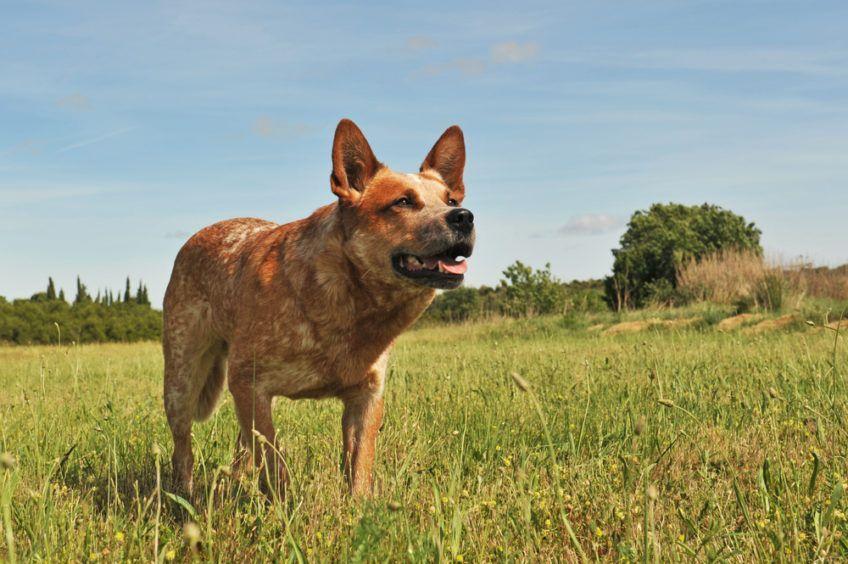 Skoncentrowany cattle dog stojący na łące