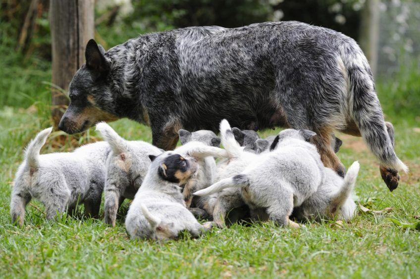 Suka cattle doga ze szczeniętami
