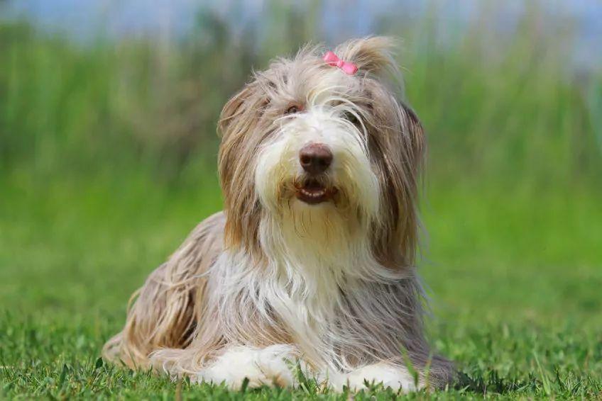 Bearded collie