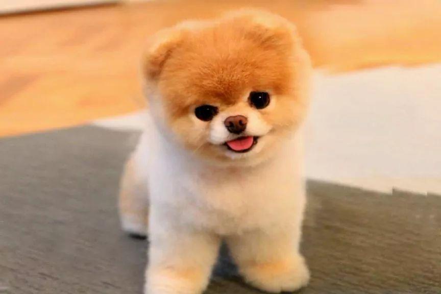 Pies Boo