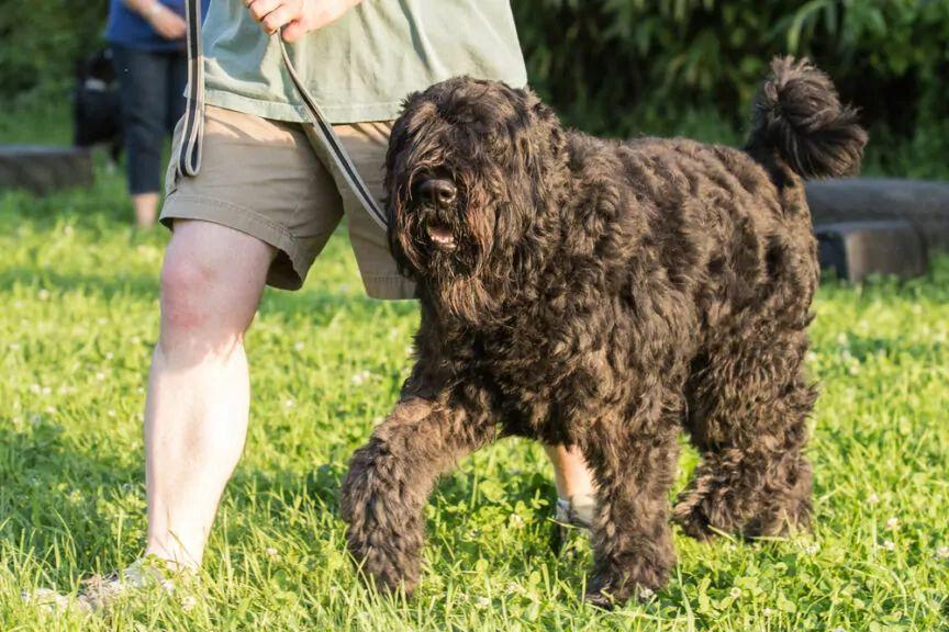 Bouvier des Flandres