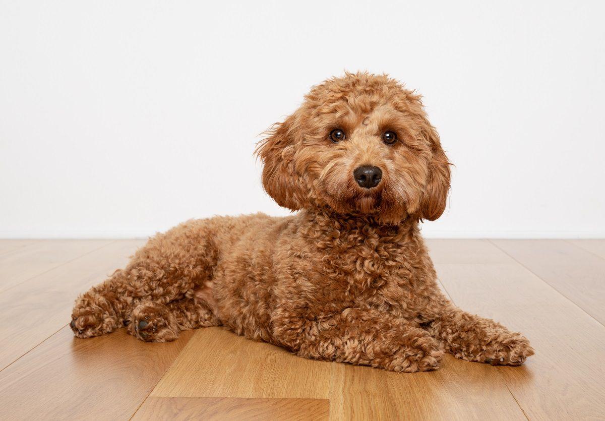 Cavapoo.jpg