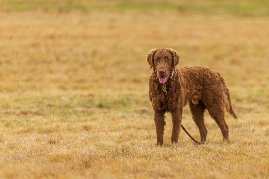 Chesapeake bay retriever