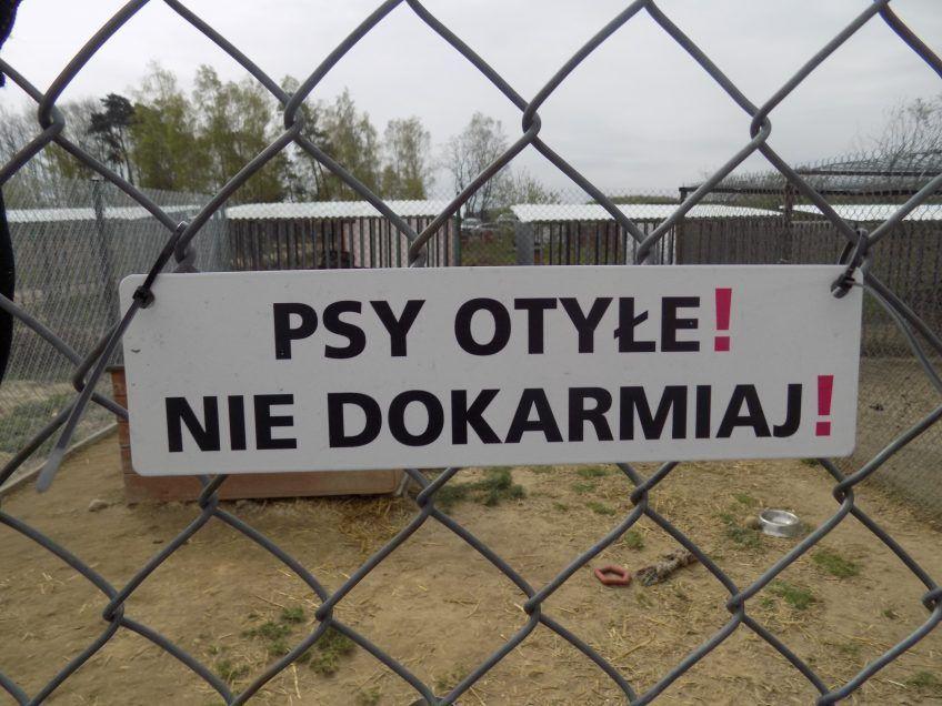 Tabliczka - psy otyłe, nie dokarmiaj