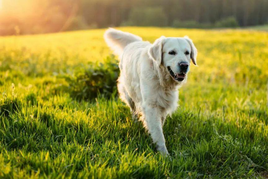 jaki naprawdę jest golden retriever