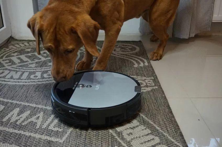 Dino i robot