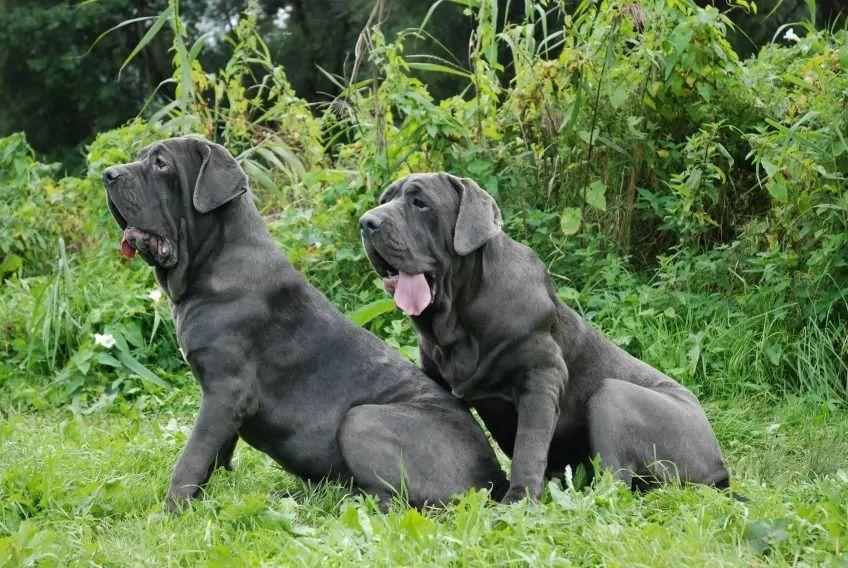 Dwa mastino siedzą na trawie