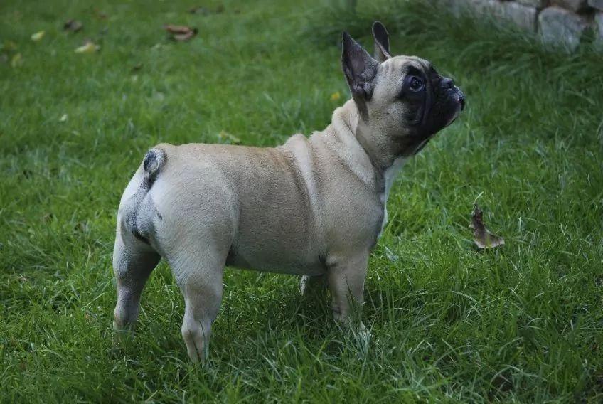 Kremowy buldog francuski