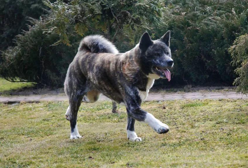 Akita