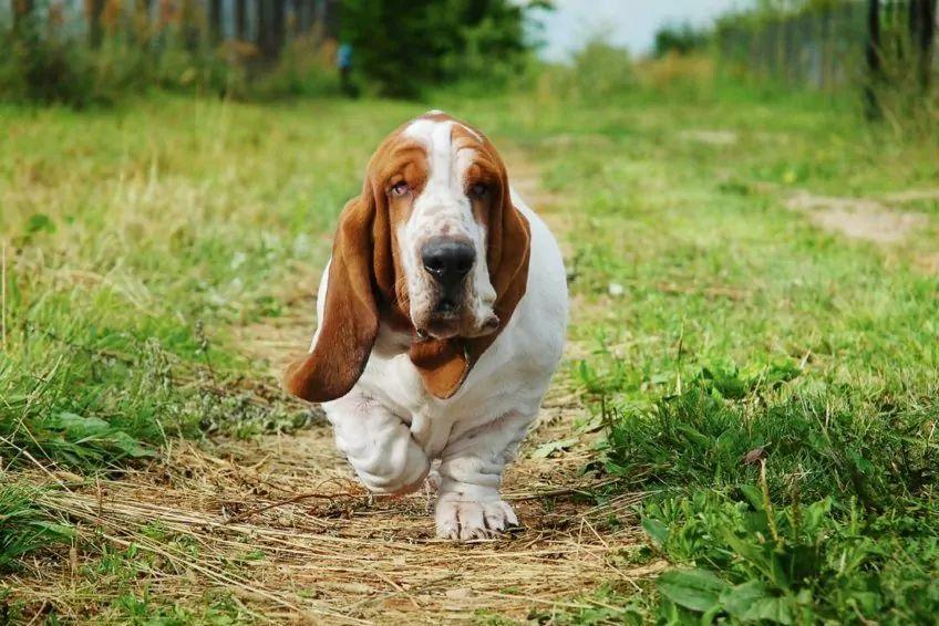 Basset hound