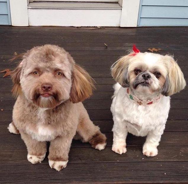 Yogi i Darla