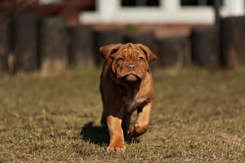 Dog de Bordeaux