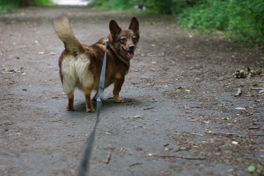 zwrot z adopcji