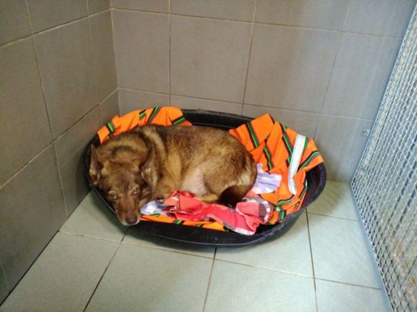 zwrot z adopcji