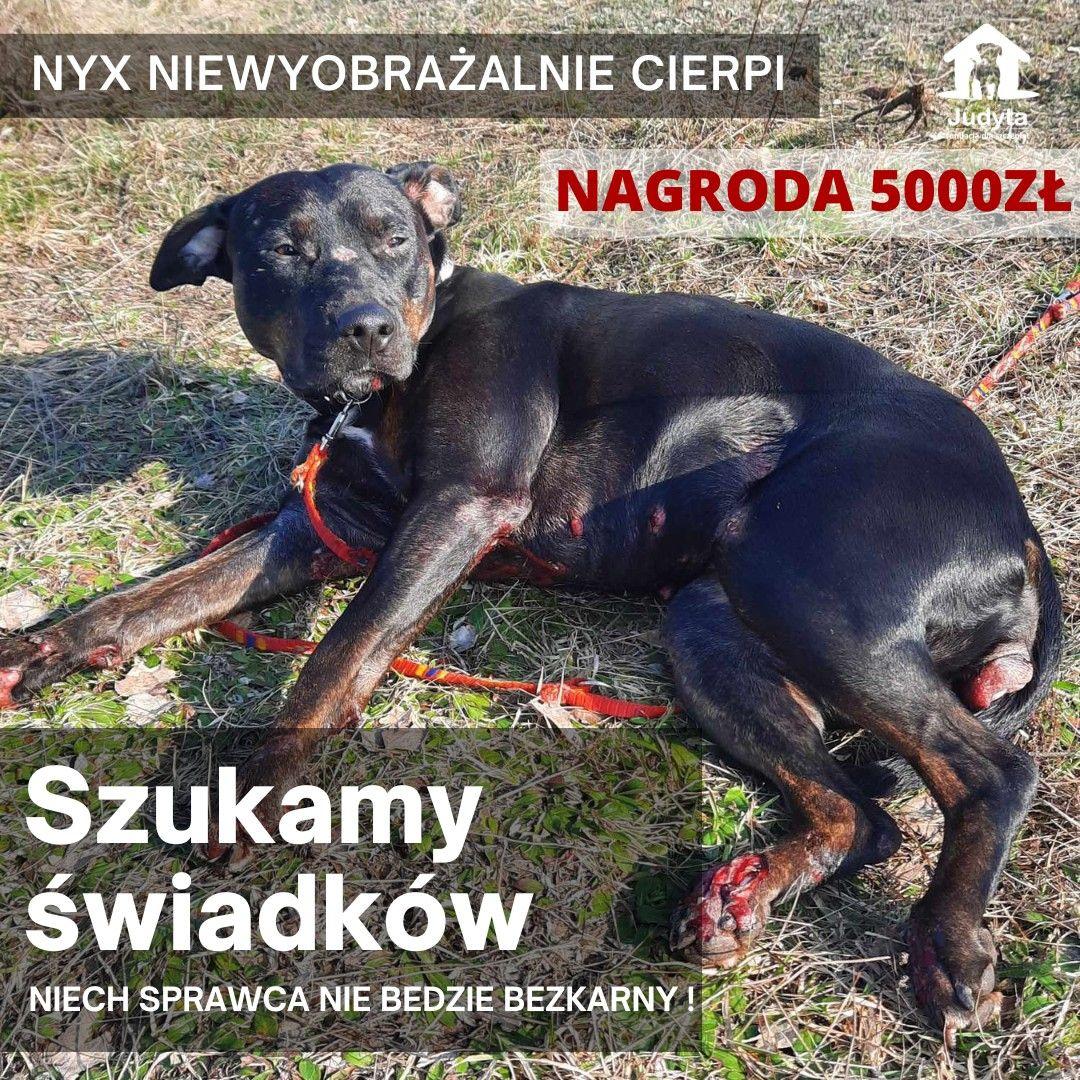 Fundacja Judyta dla Szczeniat