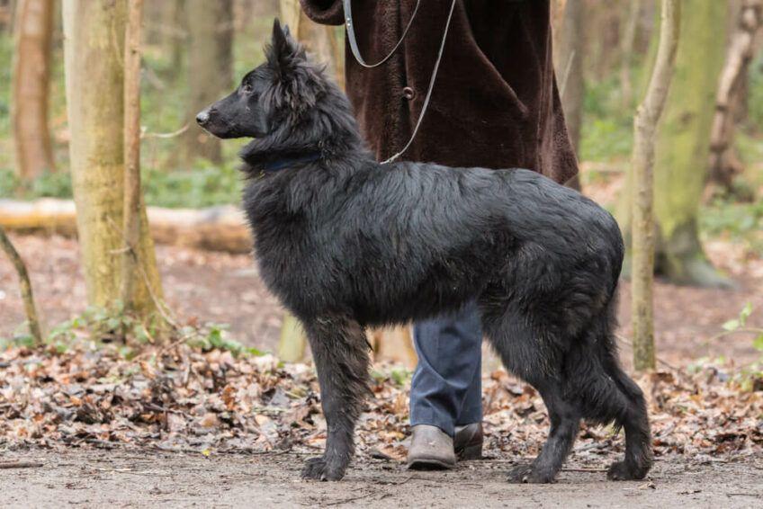 owczarek belgijski groenendael