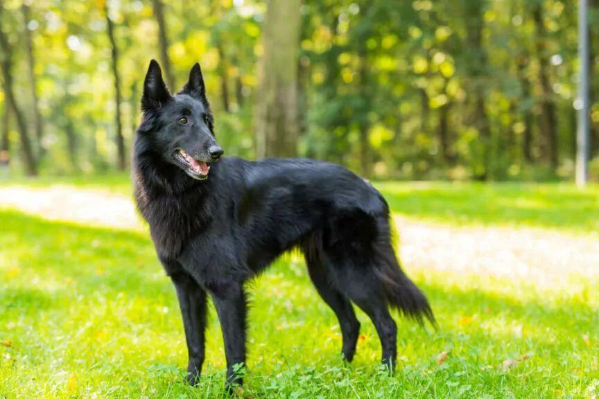 owczarek belgijski groenendael