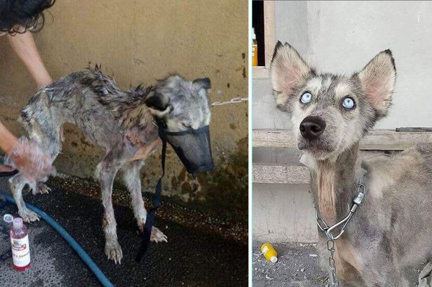 Ten husky wyglądał jak szkielet