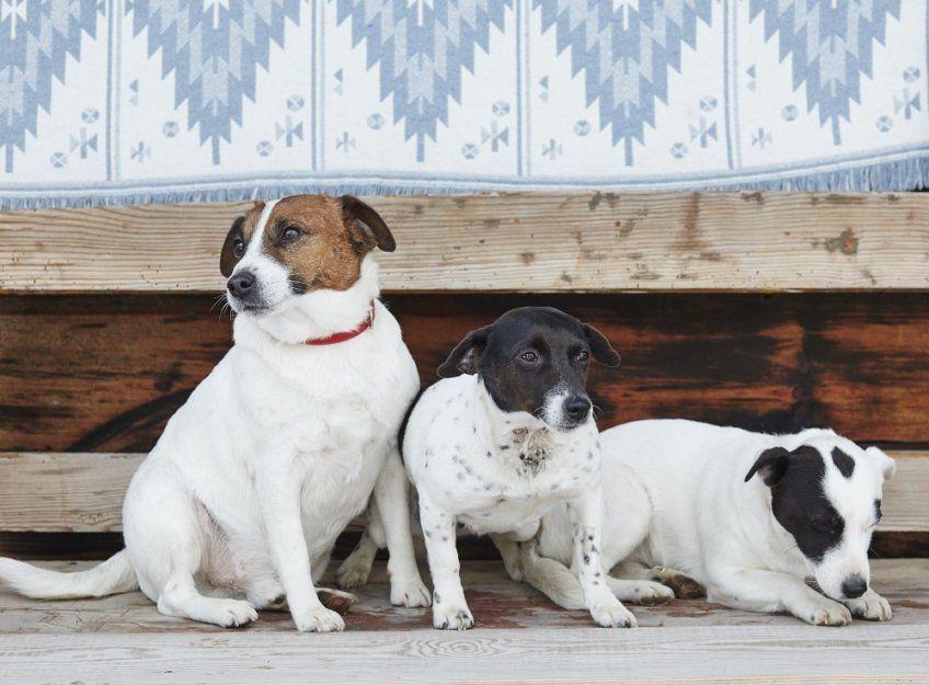 Trzy jack russell terriery