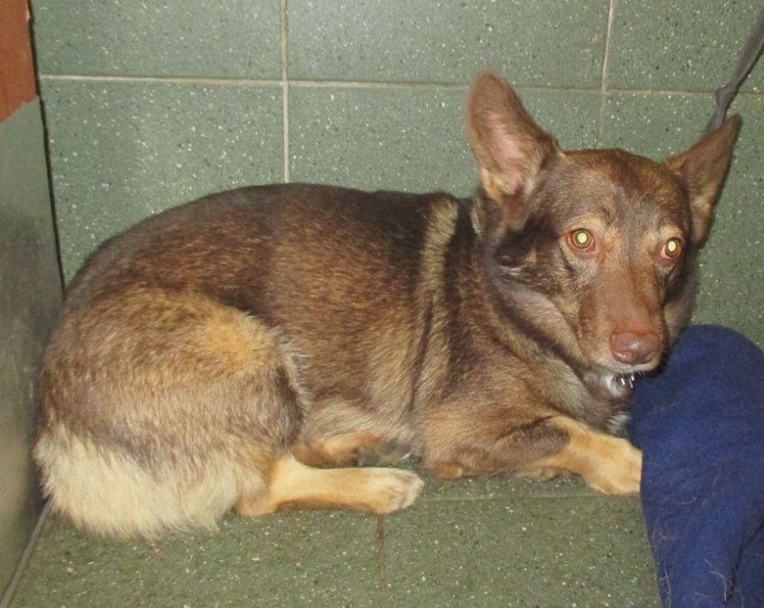 zwrot z adopcji