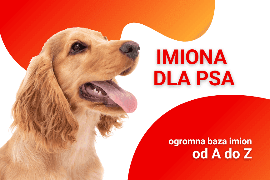 imiona dla psa baza