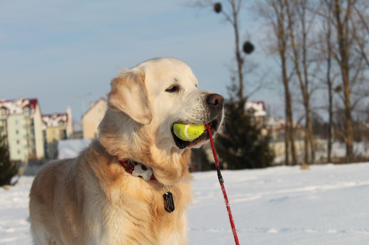 Kaspar - prawdziwy retriever
