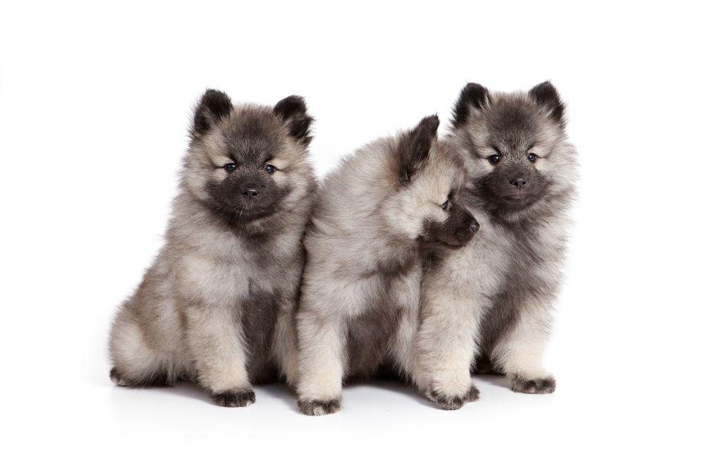 Keeshond szpic wilczy szczeniaki.jpg