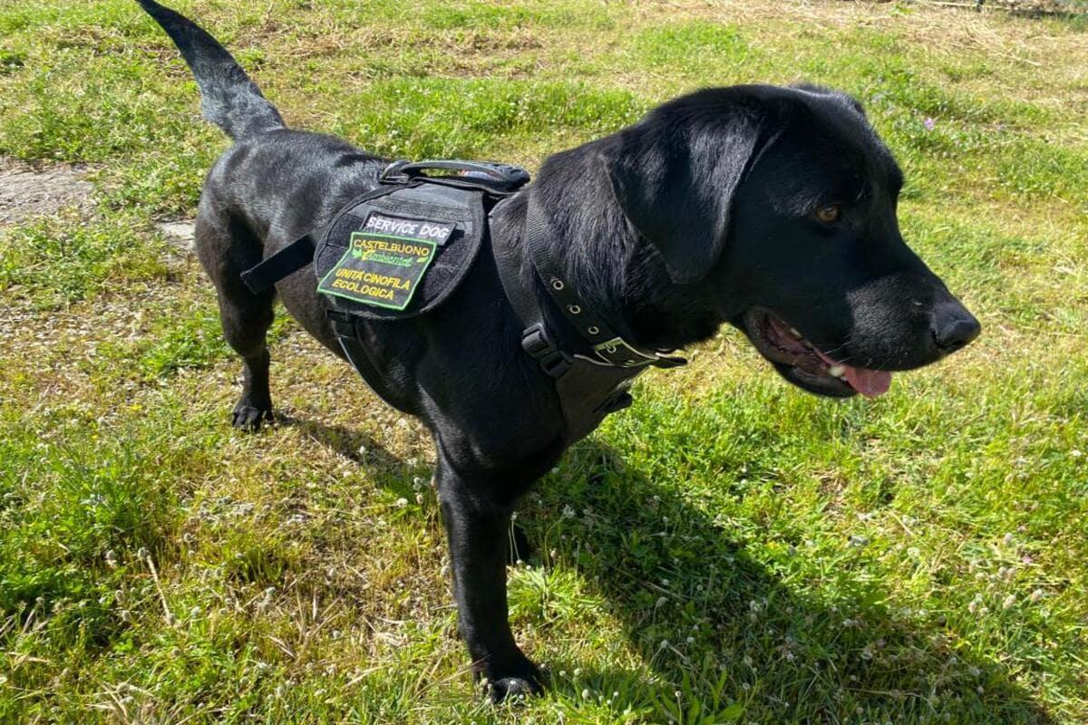 Labradorka Bea szuka plastiku